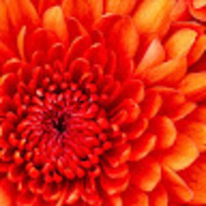 Meet your Posher, Danica